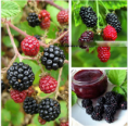  Семена Thornless Blackberry Ежевика не колючая